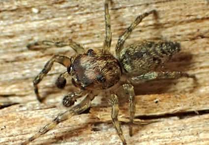 Une 50 000e esp&egrave;ce d'araign&eacute;e enregistr&eacute;e