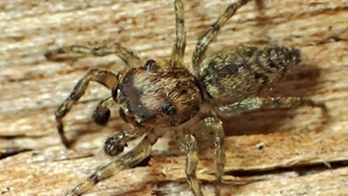 Spider Hiding Under Chair: Man Dies From Bite Spider Hiding Under Chair: Man Dies From Bite