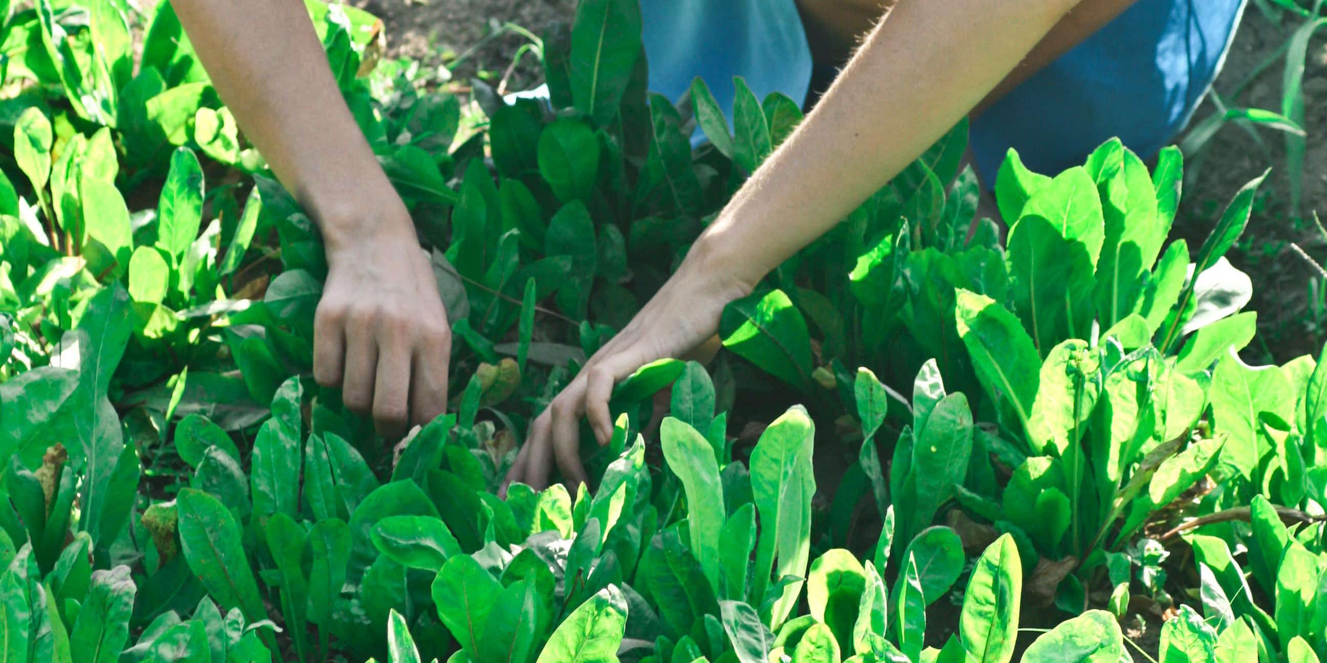 10 trucs pour contrer les mauvaises herbes