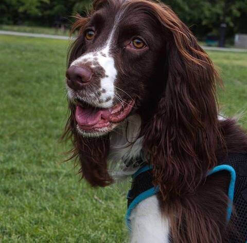Etienne Kelinas and his dog dad