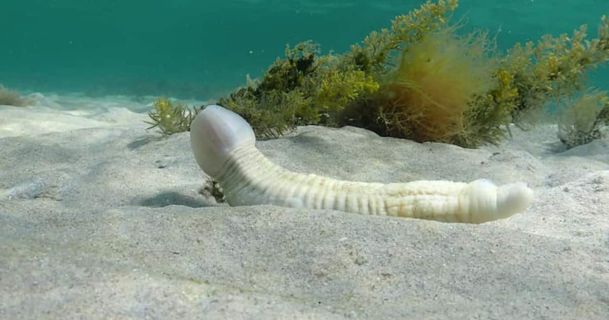 Un étrange «pénis de mer» excite les Australiens