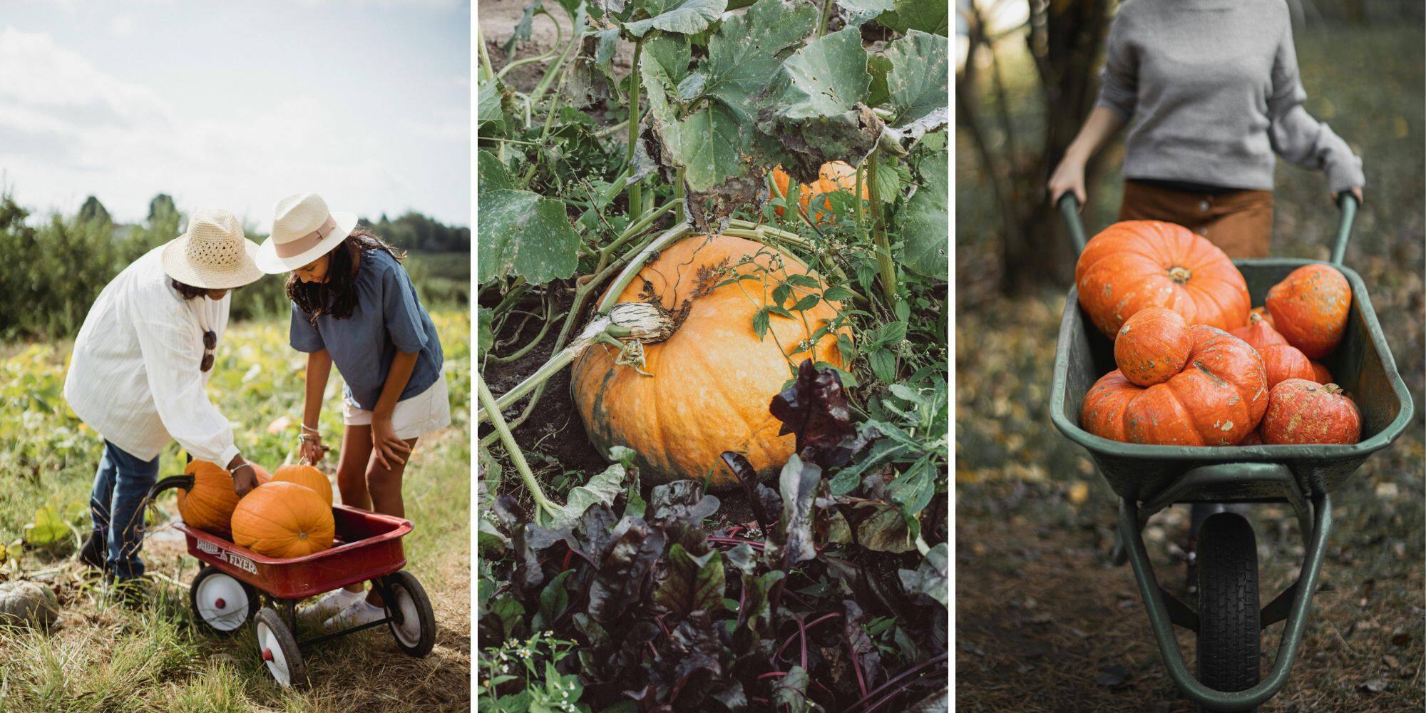 Où faire de l'autocueillette de citrouilles (2024)