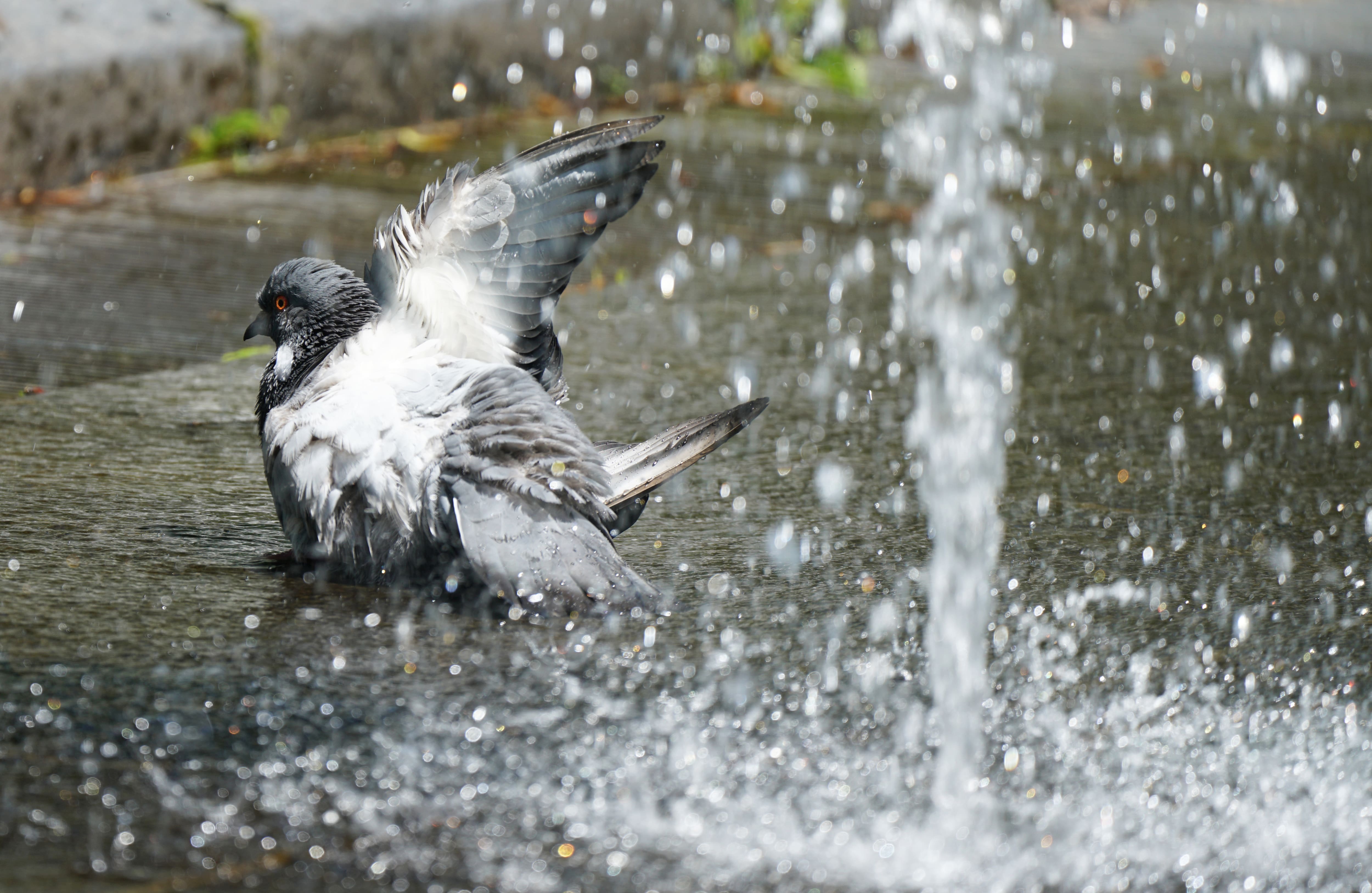 Montréal devrait-elle imposer une tarification sur l’eau à sa population?