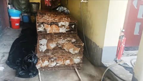 Human use: Police rescue 150 cats from pot in China