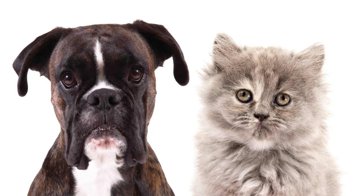 Arnaque de l’animal perdu: huit trucs pour éviter de tomber dans le piège d’un fraudeur