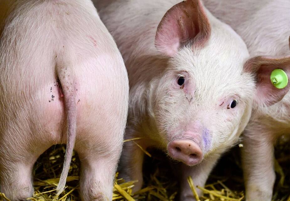Image principale de l'article Peut-on respirer par l’anus... comme les cochons?