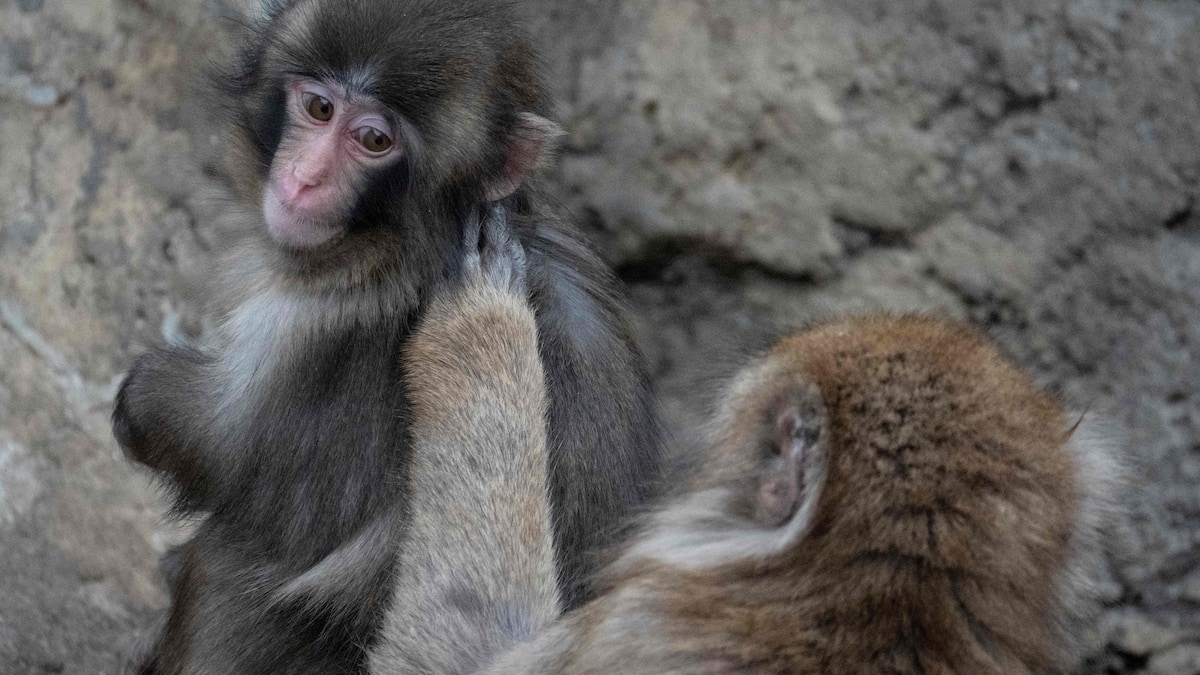 Des espèces animales inédites découvertes dans des grottes encore méconnues au Cambodge