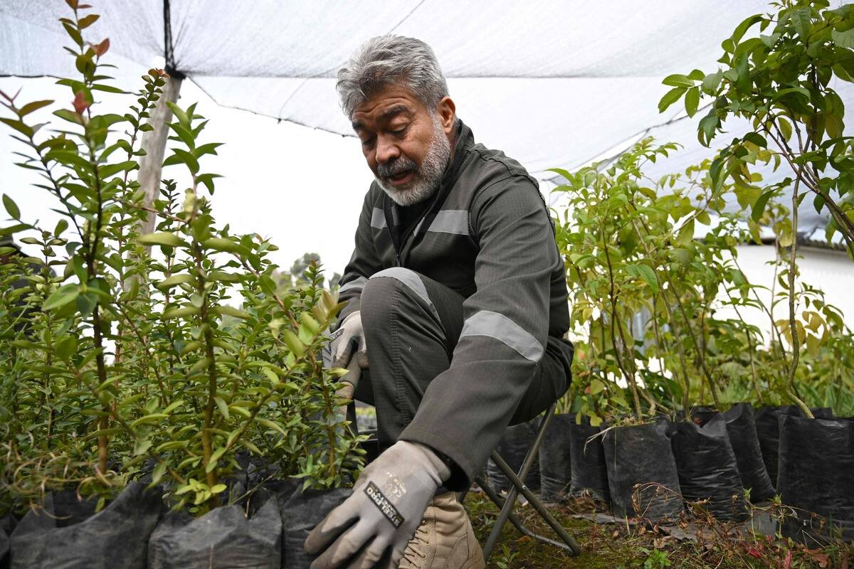 Colombie: cet ancien g&eacute;n&eacute;ral plante des arbres pour se faire pardonner plus de 300 meurtres