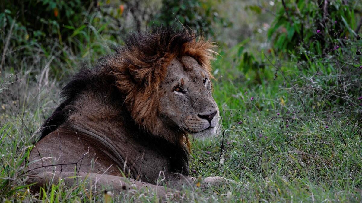 In Kenya, la sterilizzazione dei leoni è controversa In Kenya, la sterilizzazione dei leoni è controversa
