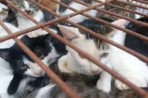 Human use: Police rescue 150 cats from pot in China
