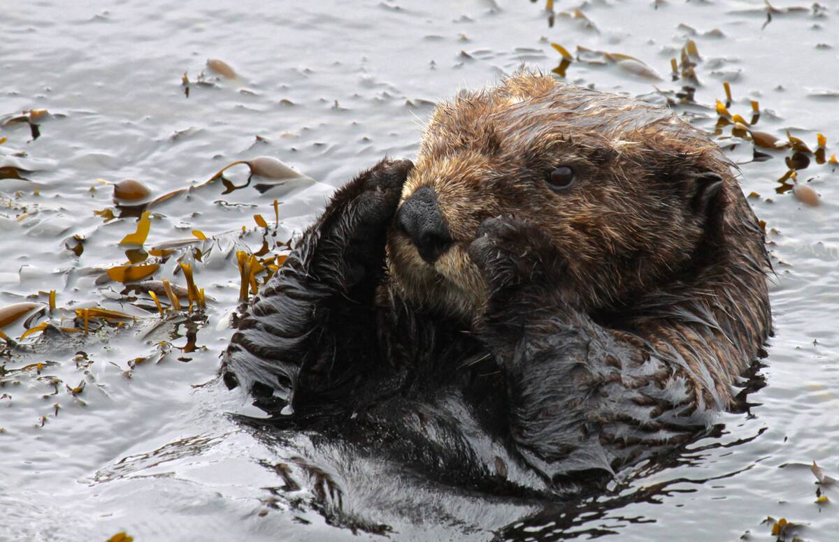 Death of four sea otters: parasitism by cats in question