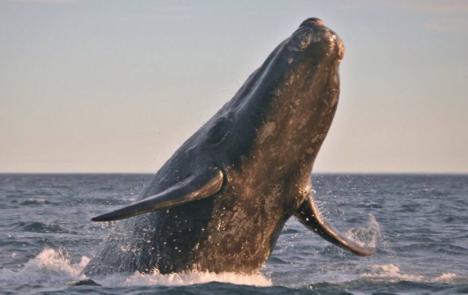 Image principale de l'article La première baleine noire est arrivée