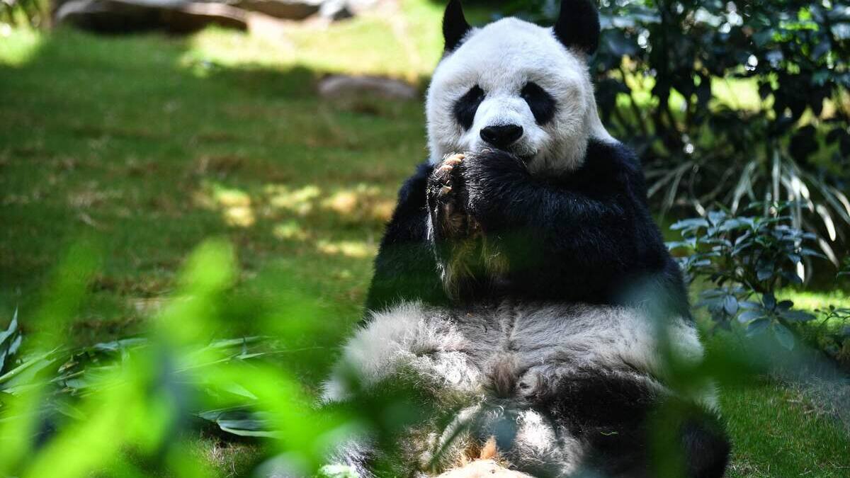 Décès de An An, le panda le plus âgé du monde