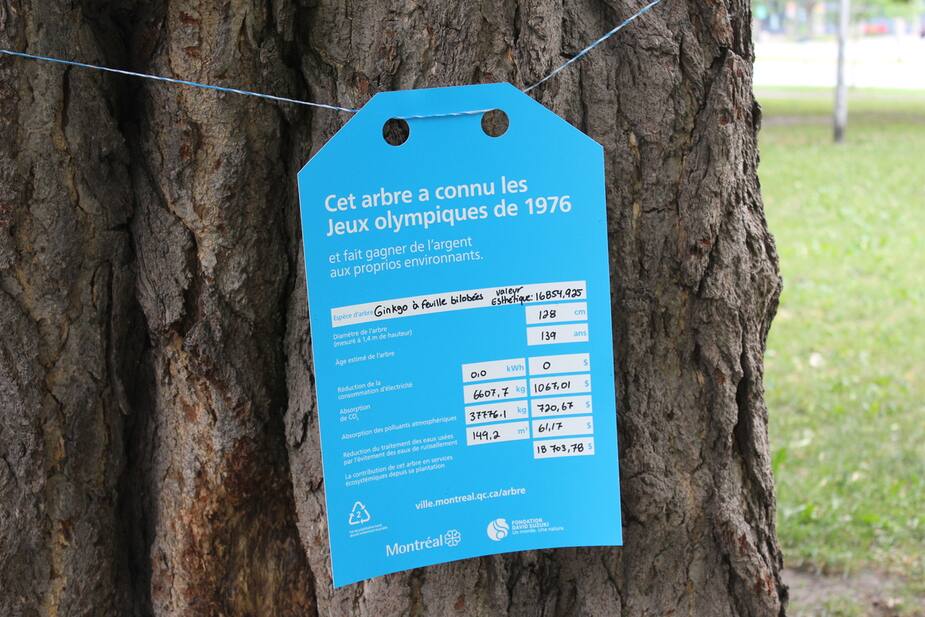 Image principale de l'article Faire des économies grâce à nos arbres