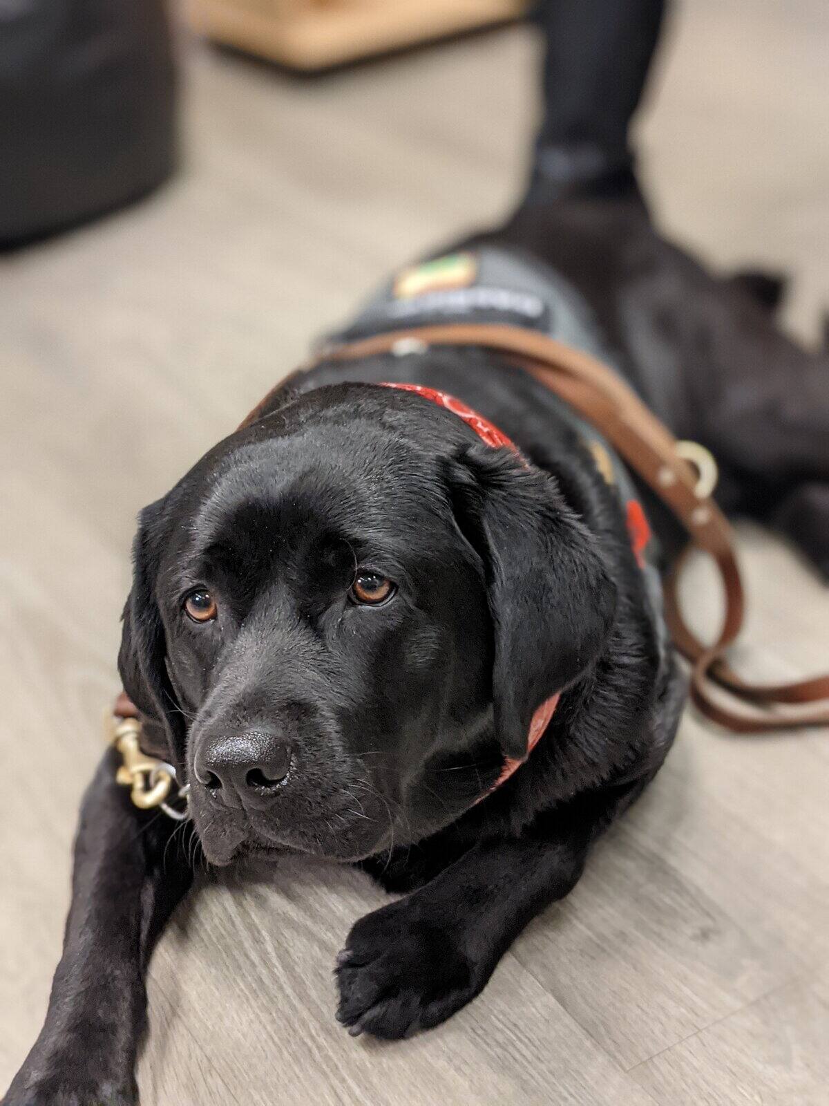 [EN IMAGES] Voici Lili, nouvelle recrue pour aider les enfants victimes d&rsquo;abus