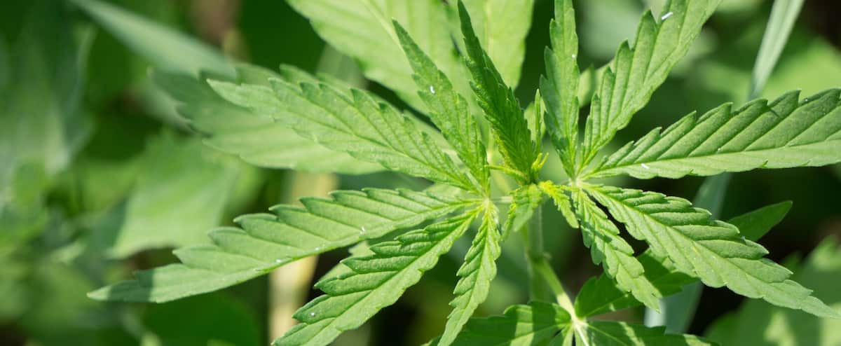 COVID-19: a "boon" for the legal cannabis market in Canada 1