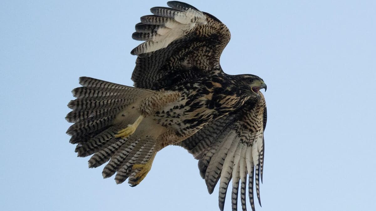 Il se fait voler son sandwich par un faucon