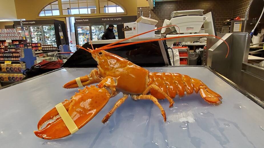 « Aneth », le homard rouge, est arrivée dans le vivier du Métro Saint-Joseph à Montréal au mois de mai 2020. Les chances de trouver un homard rouge sont de 1 sur 10 millions.