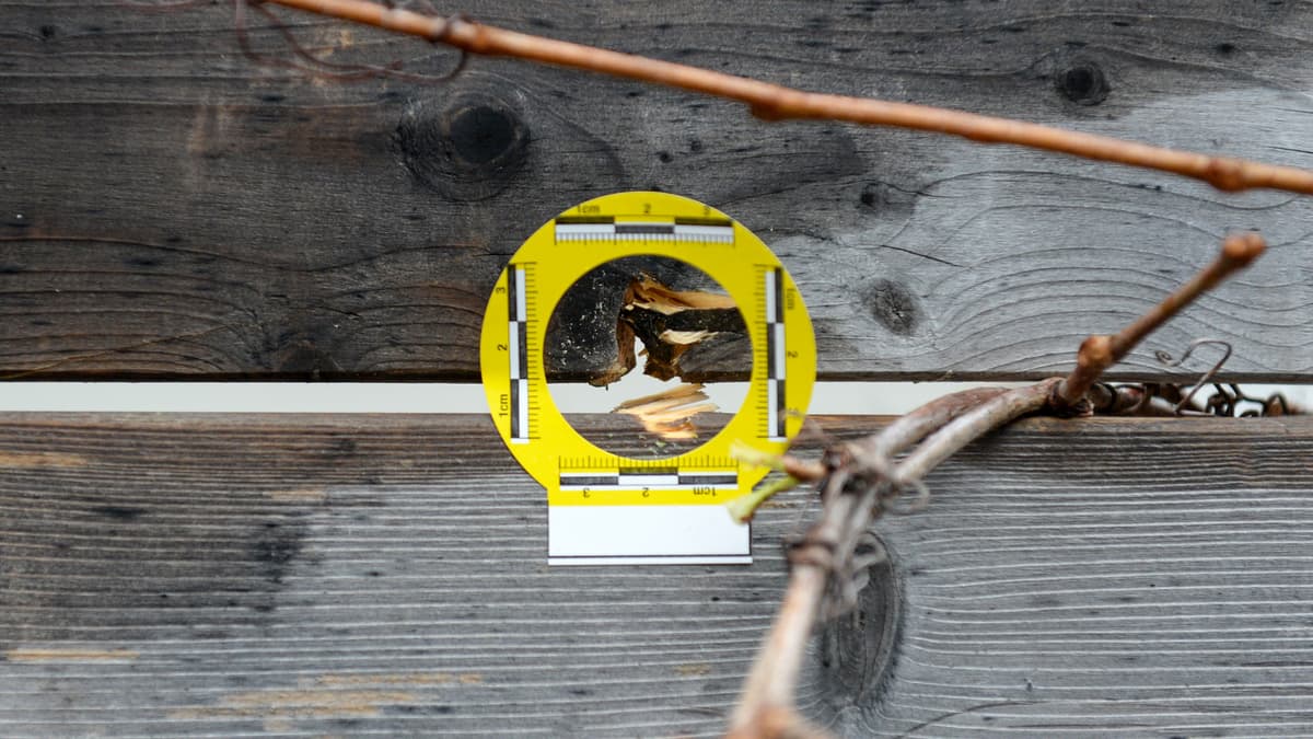 Les armes glorifiées sur Internet sont oubliées, selon des experts