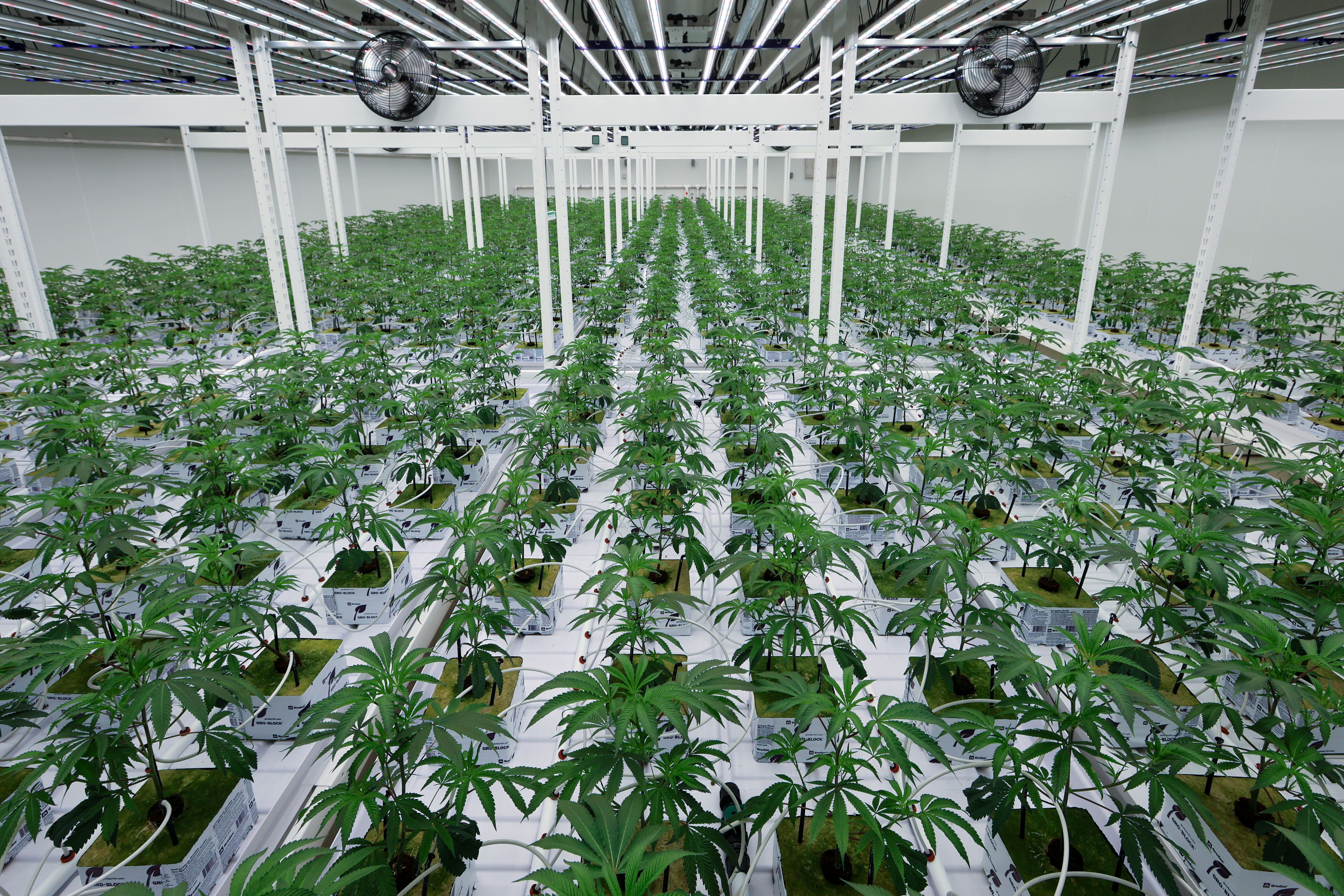 [PHOTOS] Ono Cannabis à la conquête des marchés internationaux