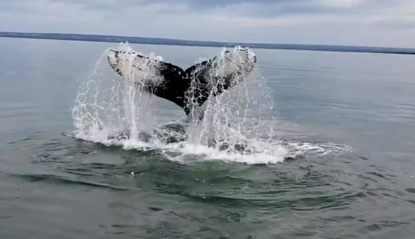 Une saison exceptionnelle pour l&rsquo;observation des baleines
