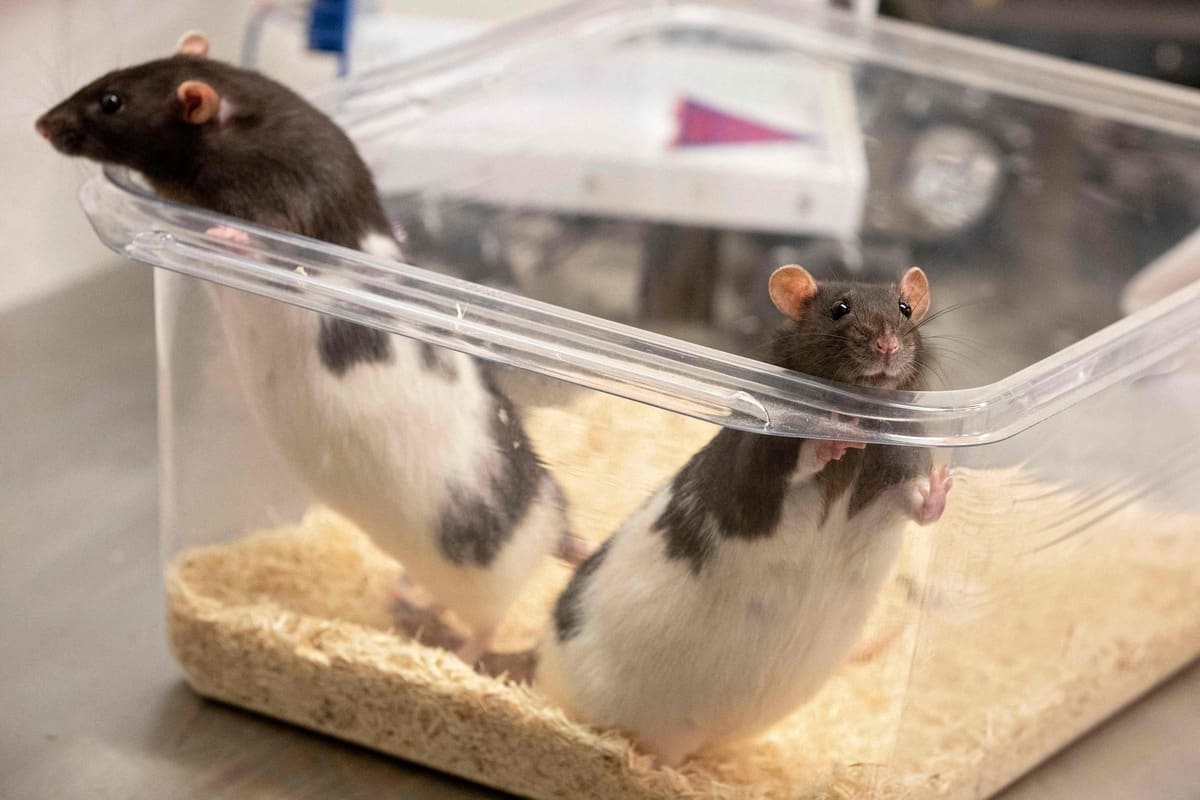 Des rats forcés de nager jusqu’à l’épuisement | TVA Nouvelles
