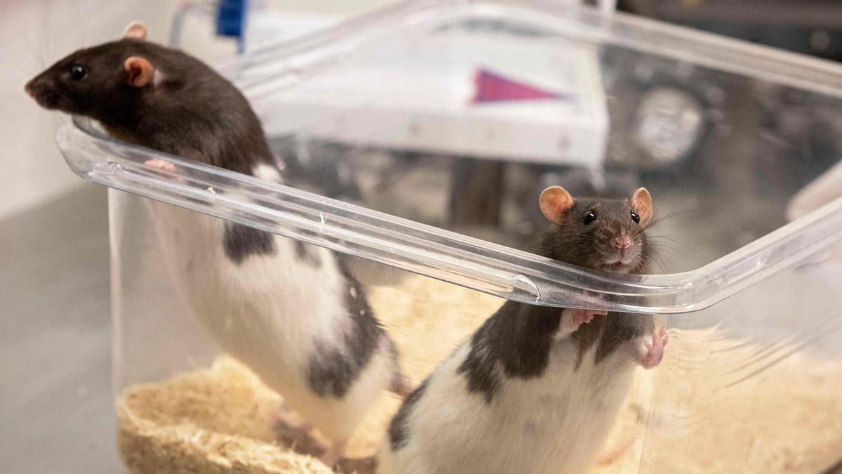 Quebec Rats Des rats forcés de nager jusqu’à l’épuisement | TVA Nouvelles