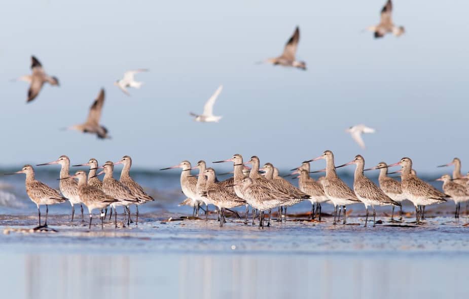 Image principale de l'article La moitié des espèces d’oiseaux en déclin