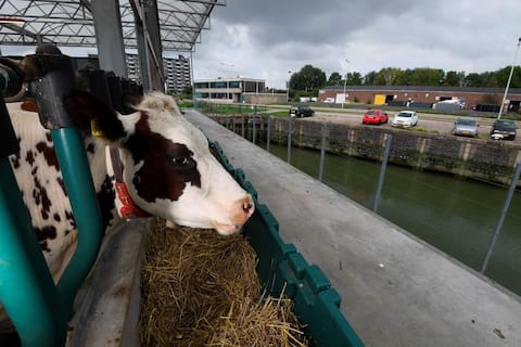 En Rotterdam, las vacas flotan en el agua para proteger el clima