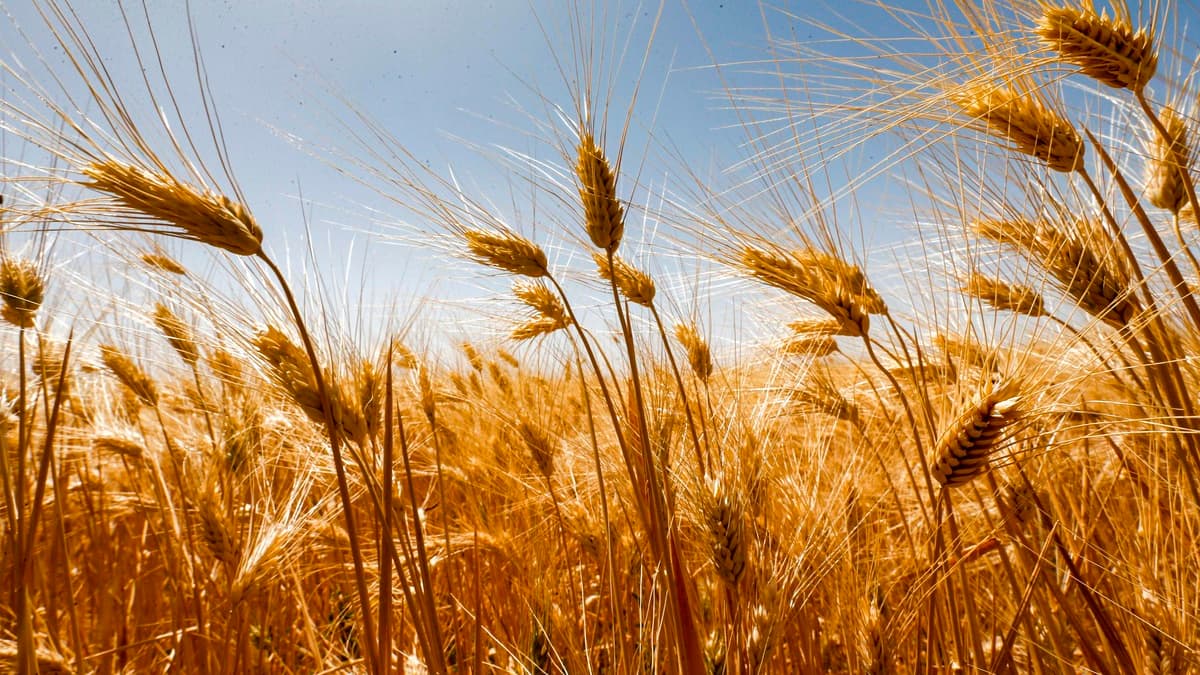 Ukraine et Russie, clés de matières premières stratégiques