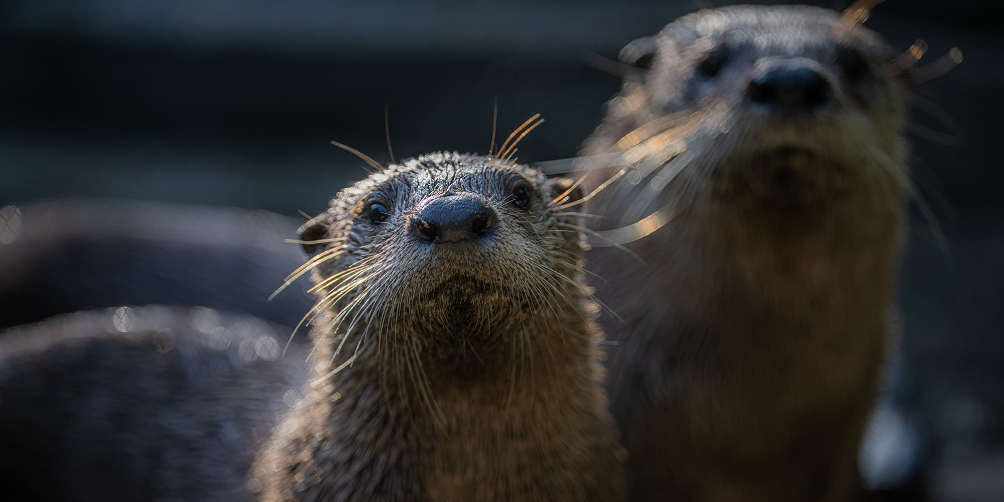 Un bébé loutre est né au Zoo Ecomuseum