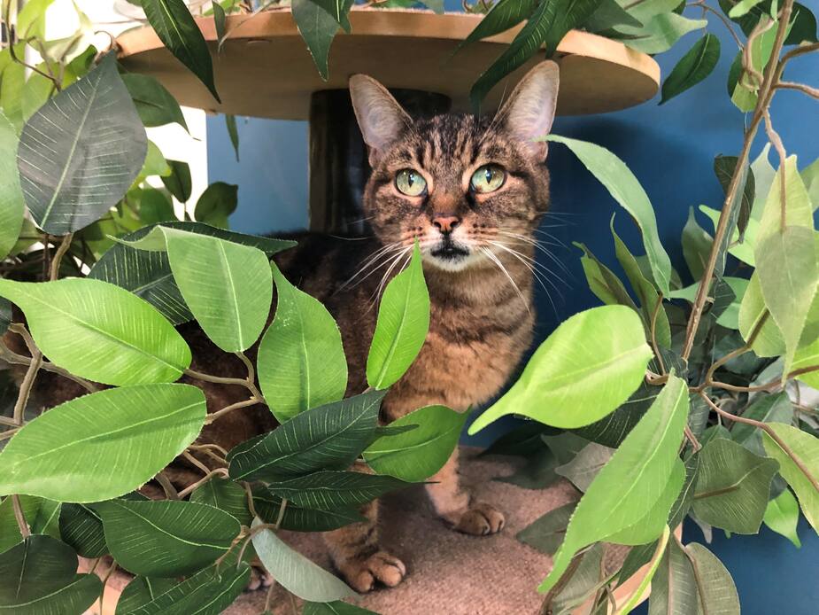 Image principale de l'article SPCA de Montréal : Becky se cherche une famille