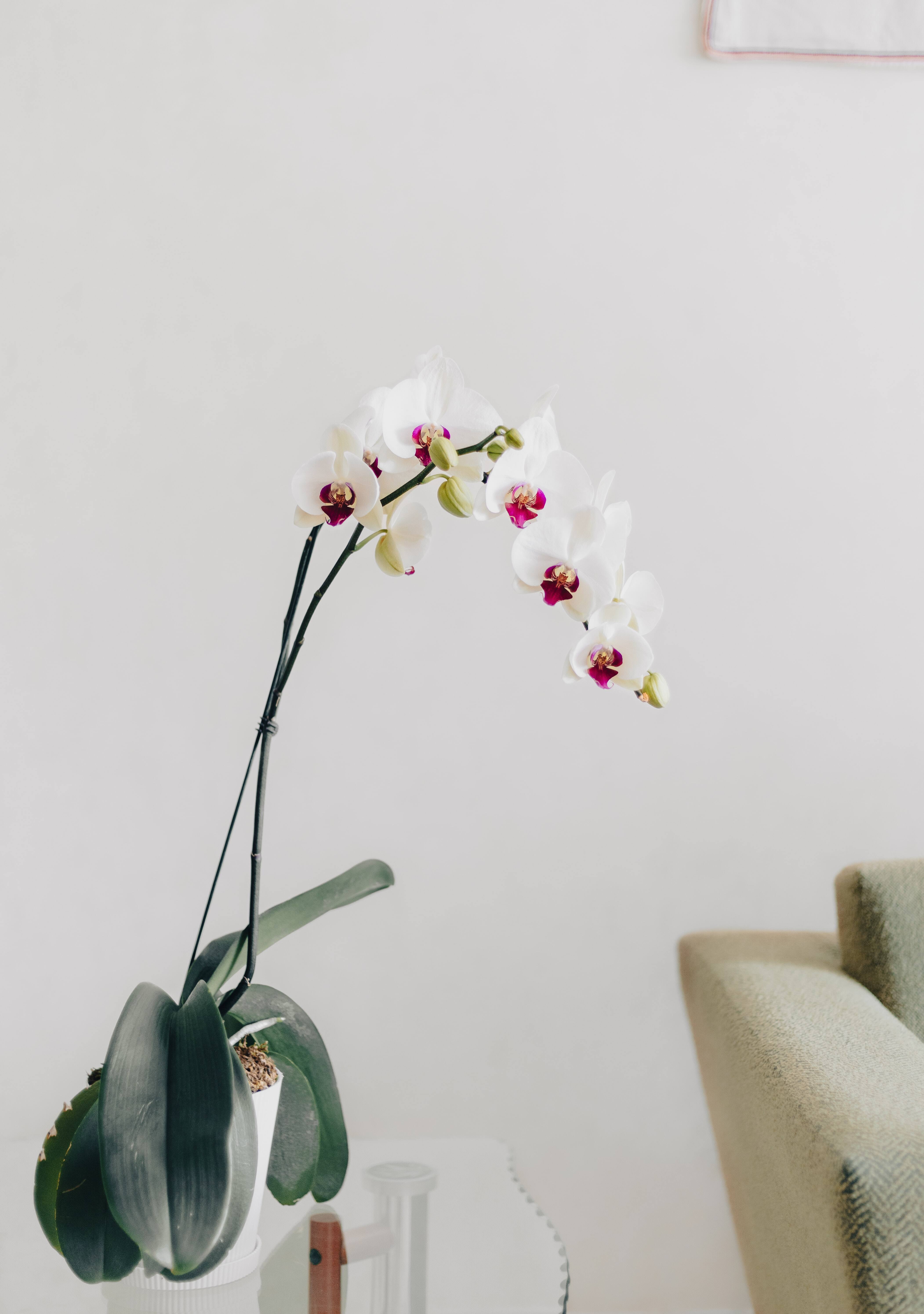 Marc de caf pour les plantes : comment bien l'utiliser ? | Salut Bonjour