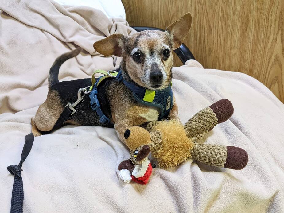 Image principale de l'article SPCA de Montréal : Bella se cherche une famille