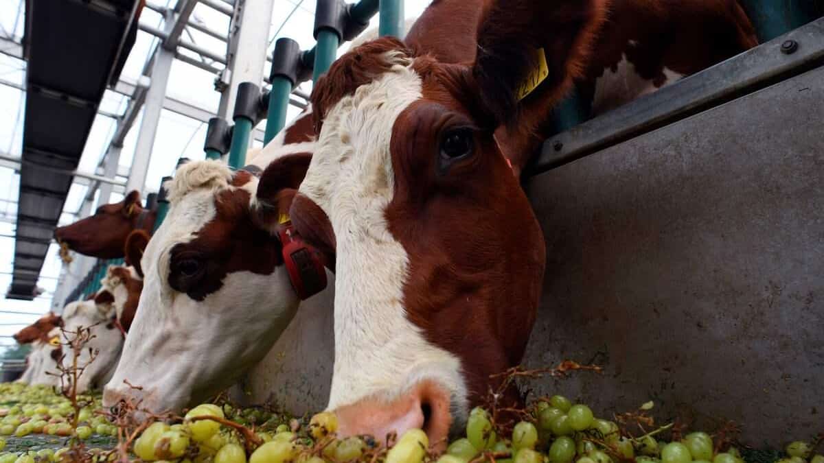 A descoberta de um caso de doença da vaca louca na Inglaterra A descoberta de um caso de doença da vaca louca na Inglaterra