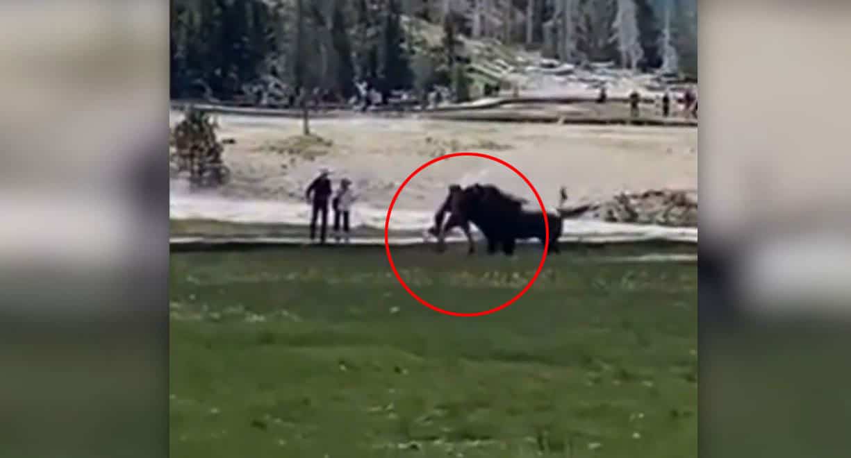 Bless&eacute; par un bison dans le parc de Yellowstone
