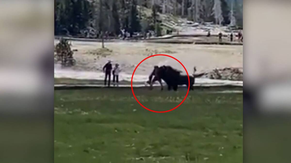 Blessé par un bison dans le parc de Yellowstone