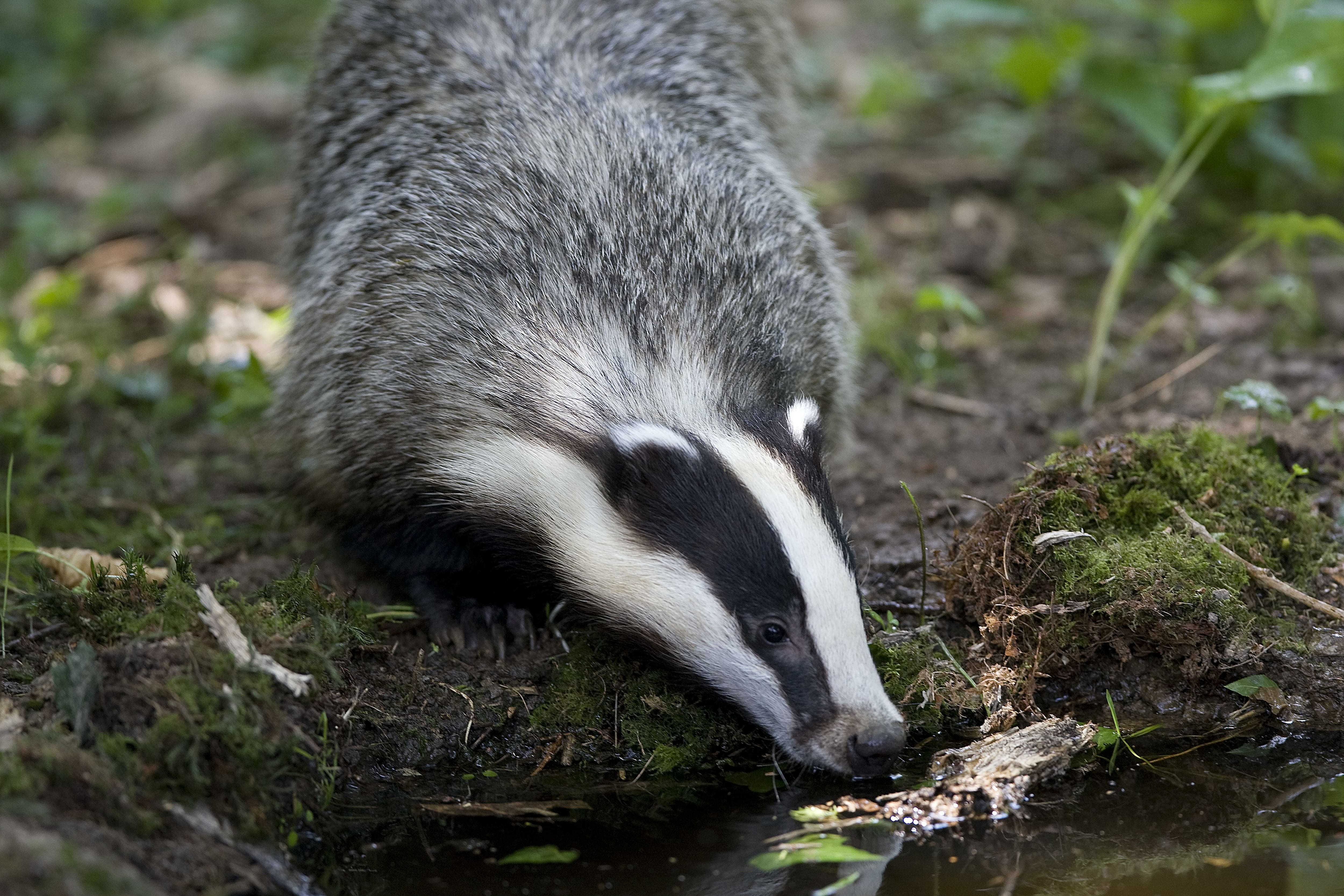 Un tr&eacute;sor de l'&eacute;poque romaine... d&eacute;terr&eacute; par un blaireau