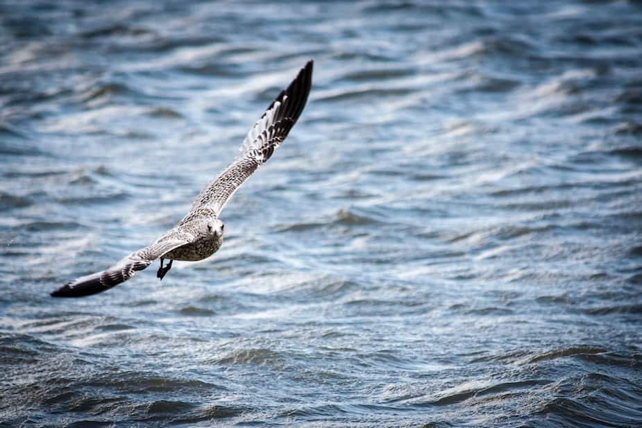 Image principale de l'article Où observer les oiseaux au Québec?