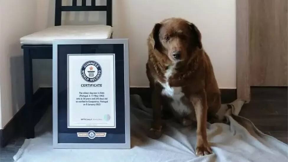 Bobi fracasse le record Guinness du plus vieux chien du monde! | TVA