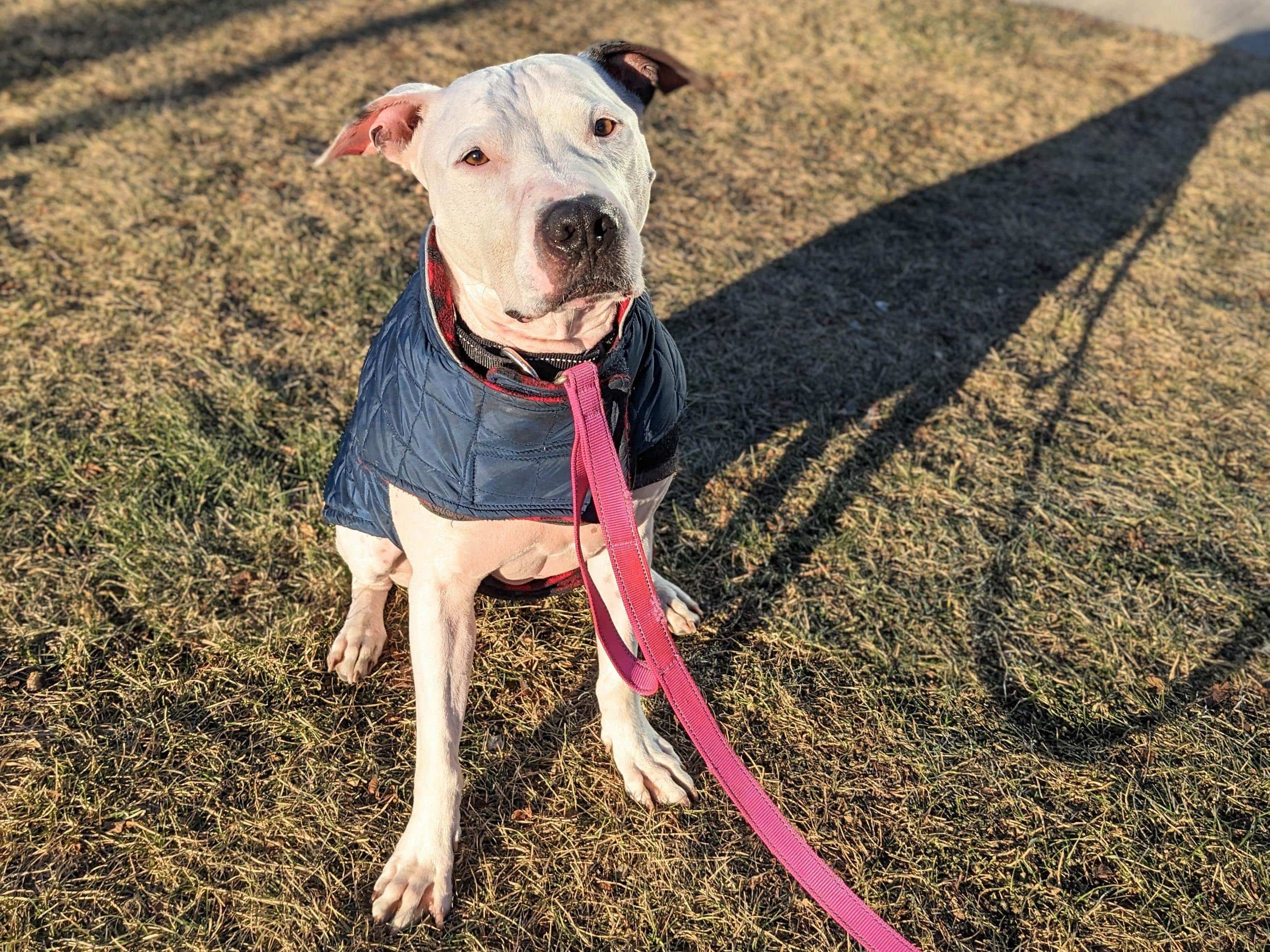 SPCA de Montréal : Bosco cherche une famille