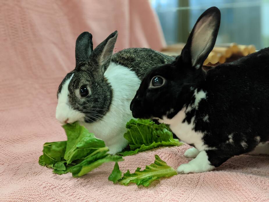 Image principale de l'article 14 lapins en attente d'adoption à la SPCA