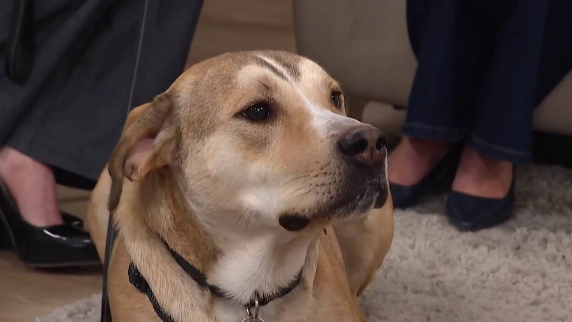 Une visite poilue fait des heureux en studio!