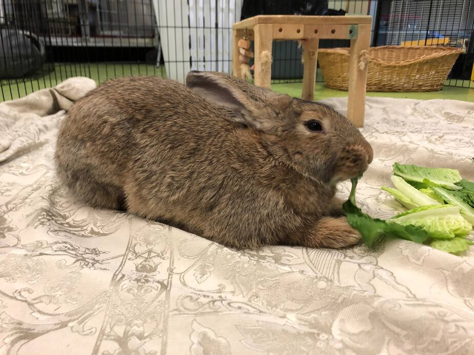 Image principale de l'article SPCA : aidez-nous à trouver une famille a Buttons