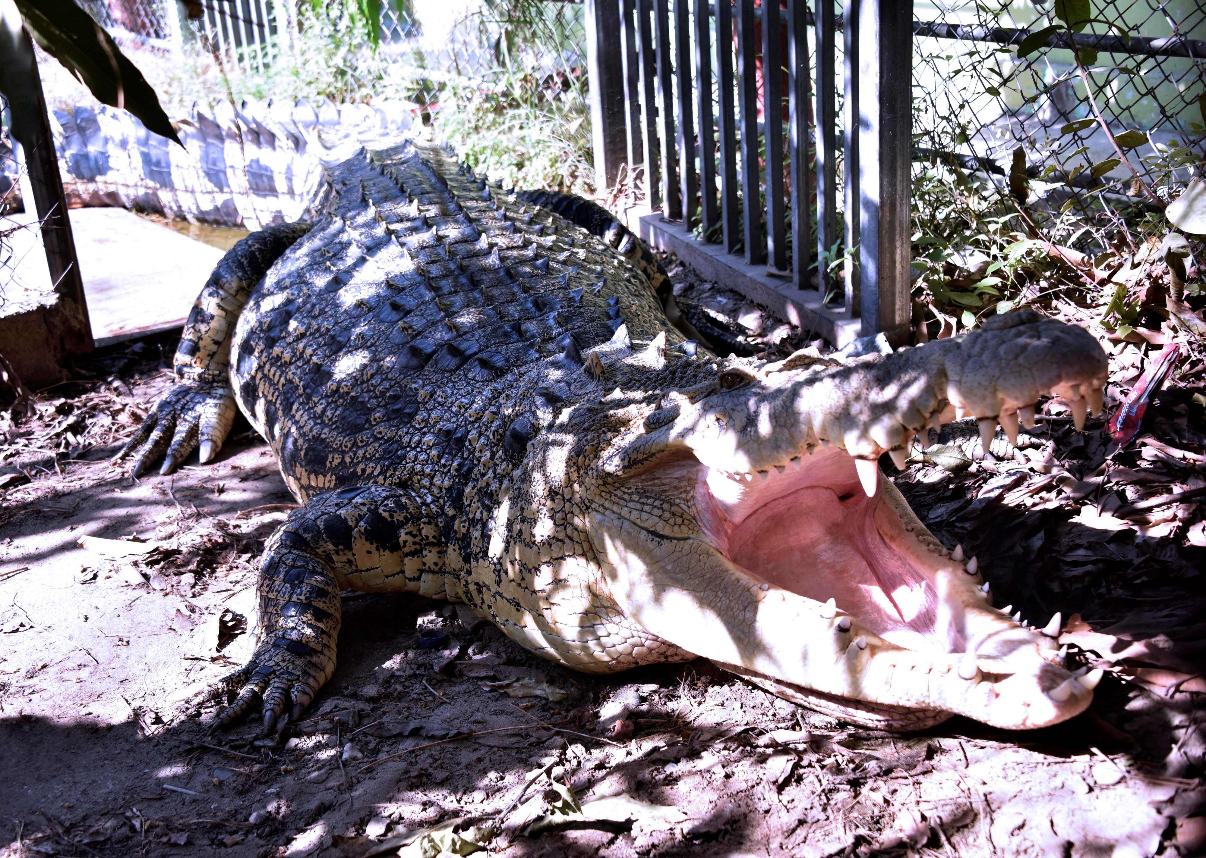 Attaque De Crocodile Mortel En Direct