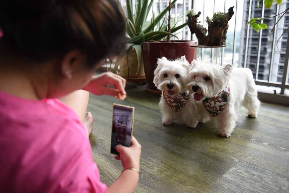 Image principale de l'article Des chiens ont leur propre «cote de crédit»