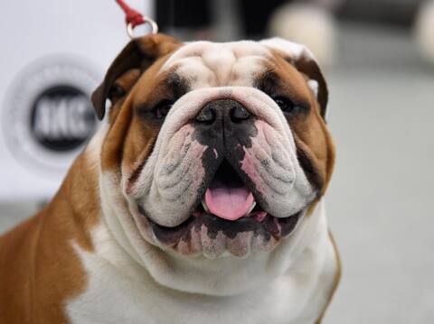 The English Bulldog is mouth watering for its success