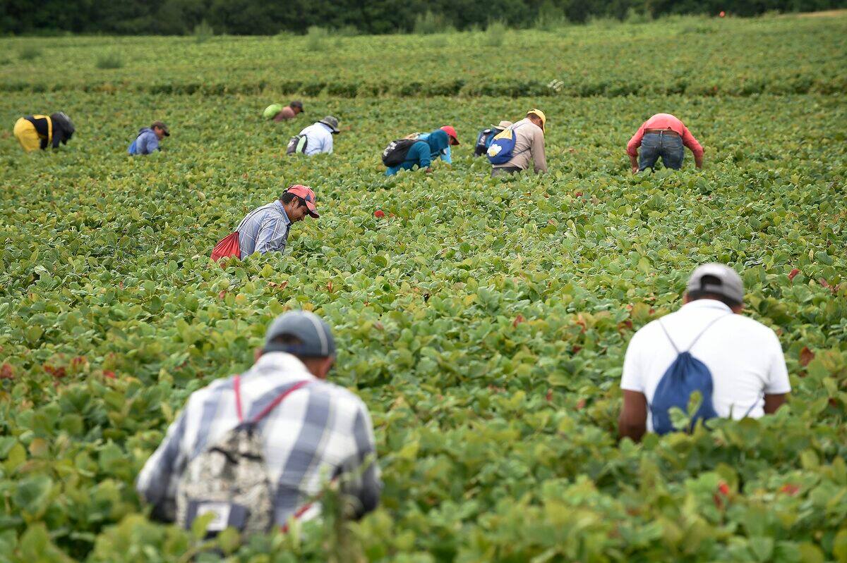 Travailleurs étrangers: 50 millions $ pour aider le secteur agricole | JDQ