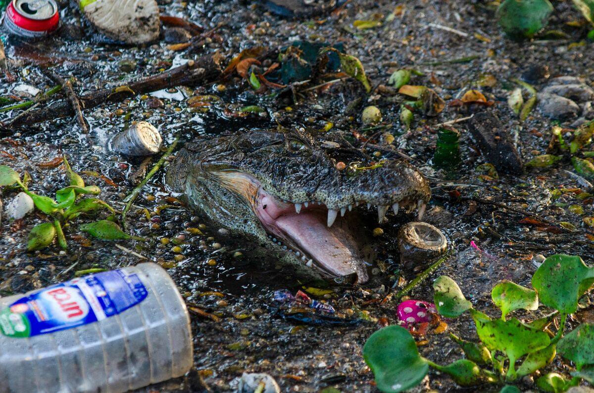 Au Brésil, les caïmans de Rio englués dans la pollution urbaine | JDQ