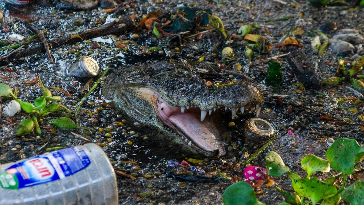 Caiman Rio Au Brésil, les caïmans de Rio englués dans la pollution urbaine | JDQ